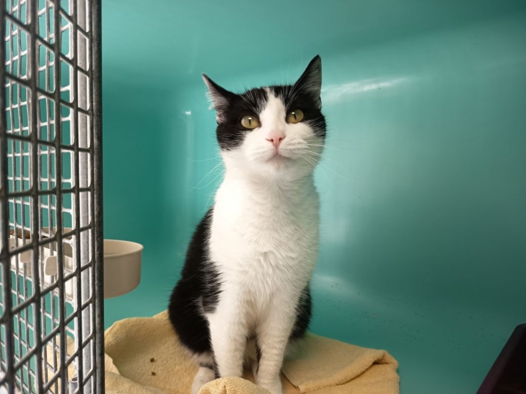 Mary - Chat Européen à adopter