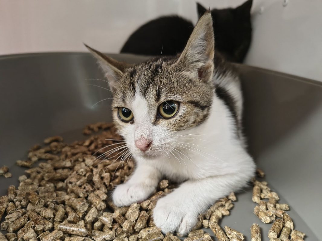 Perceval - Chat Européen à adopter