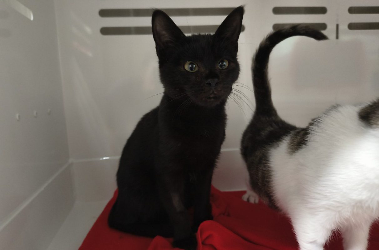 Mouss - Chat Européen à adopter