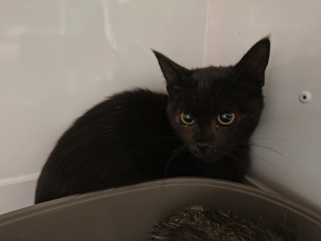 Mouss - Chat Européen à adopter - photo 2