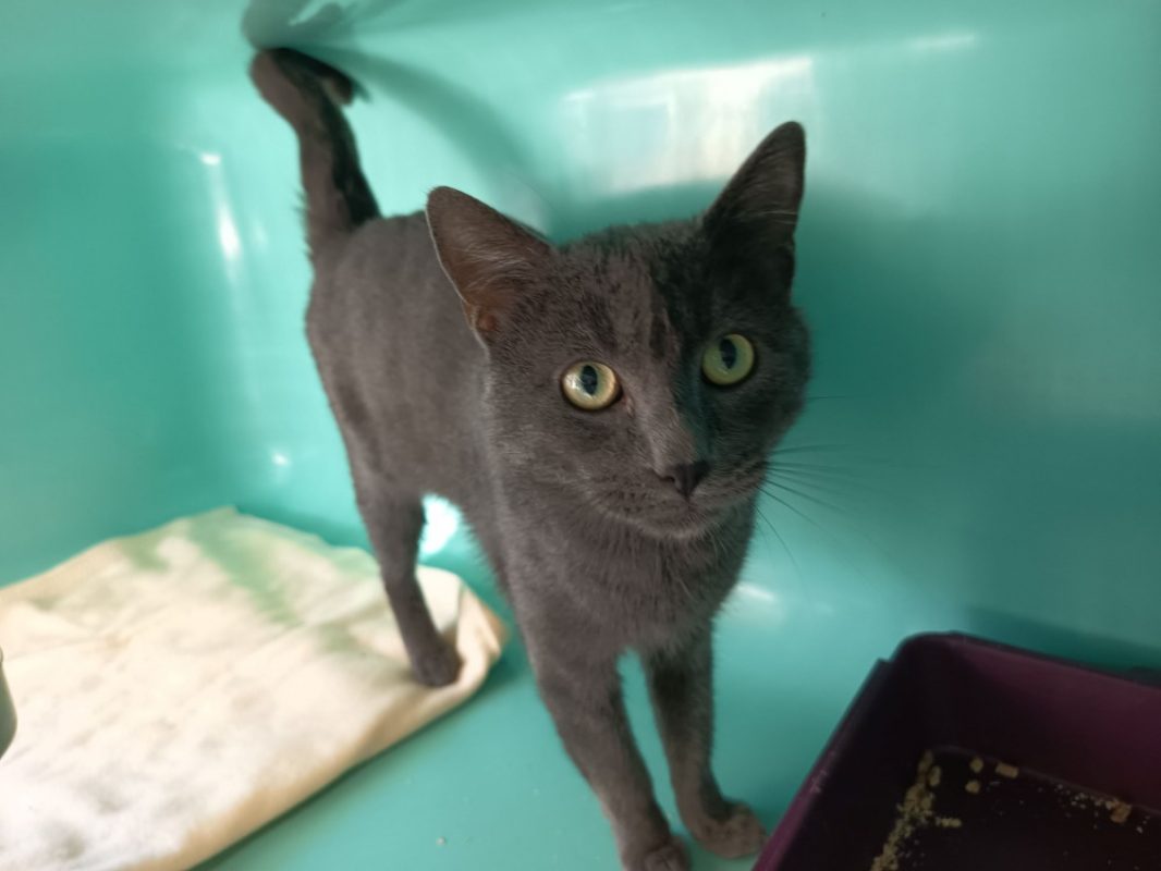 AstÉrion - Chat Européen à adopter