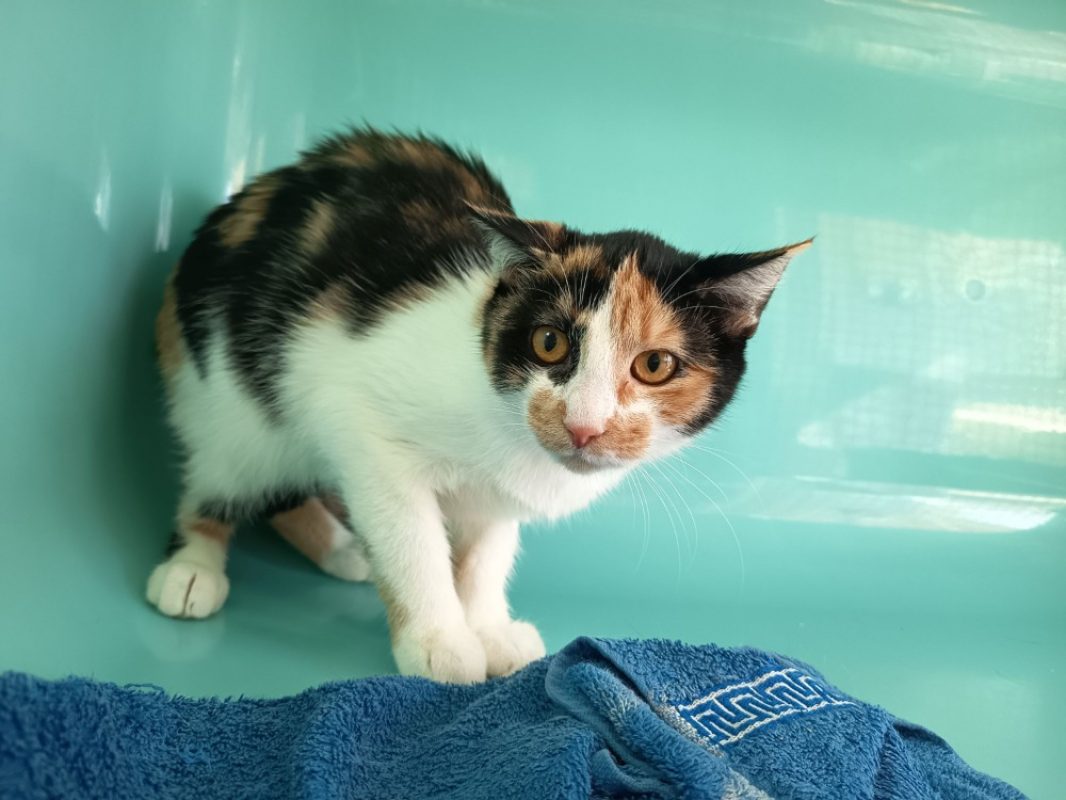 AÉlys - Chat Européen à adopter