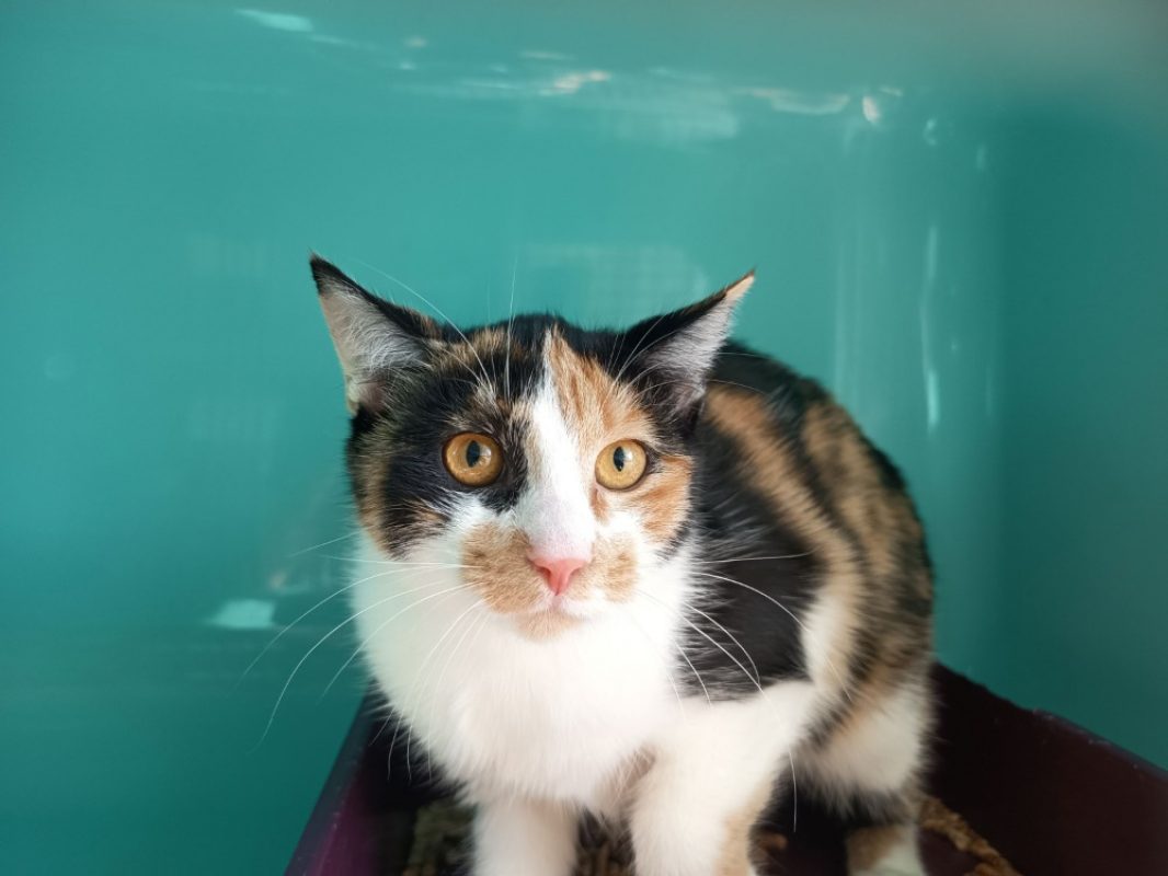 AÉlys - Chat Européen à adopter - photo 2