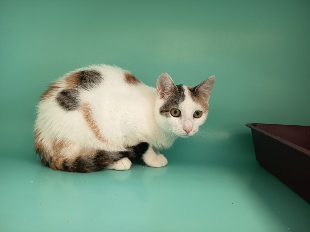 Olystra - Chat Européen à adopter