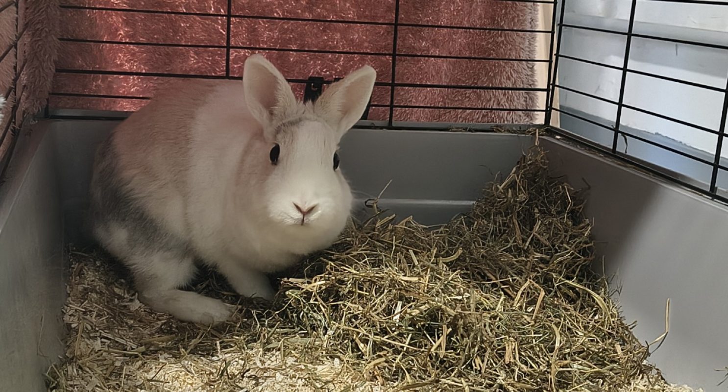 Sophie - Rongeur Lapin à adopter