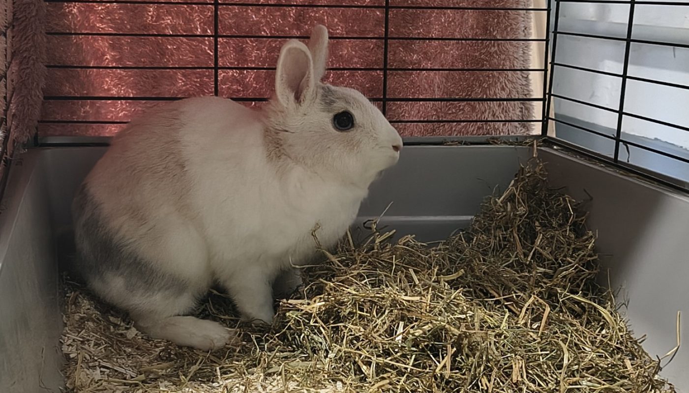 Sophie - Rongeur Lapin à adopter - photo 2