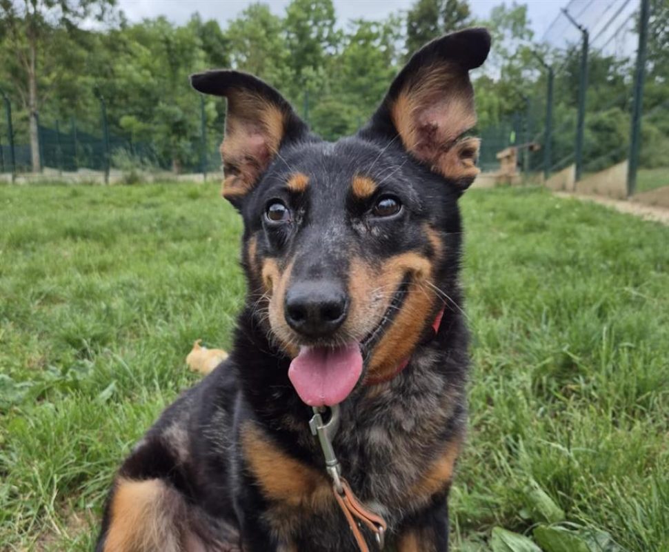 Piwette - Chien à adopter