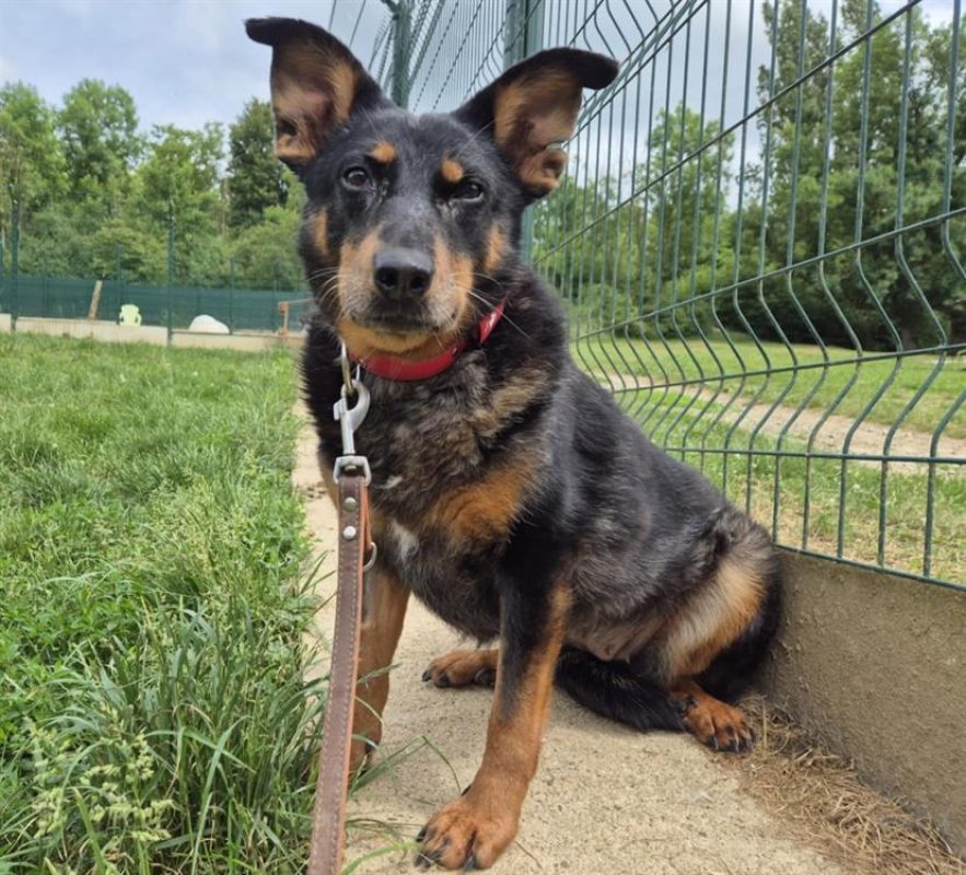 Piwette - Chien à adopter - photo 2