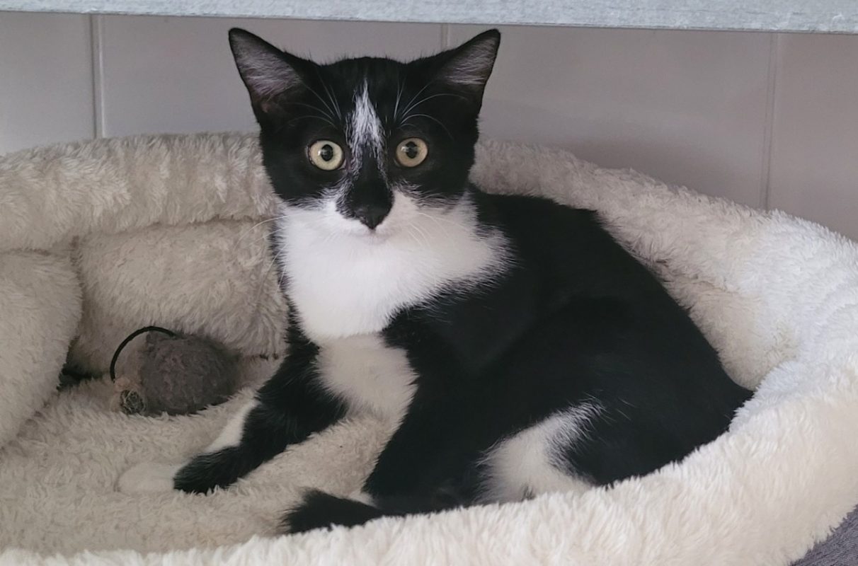 Ulysse - Chat Européen à adopter