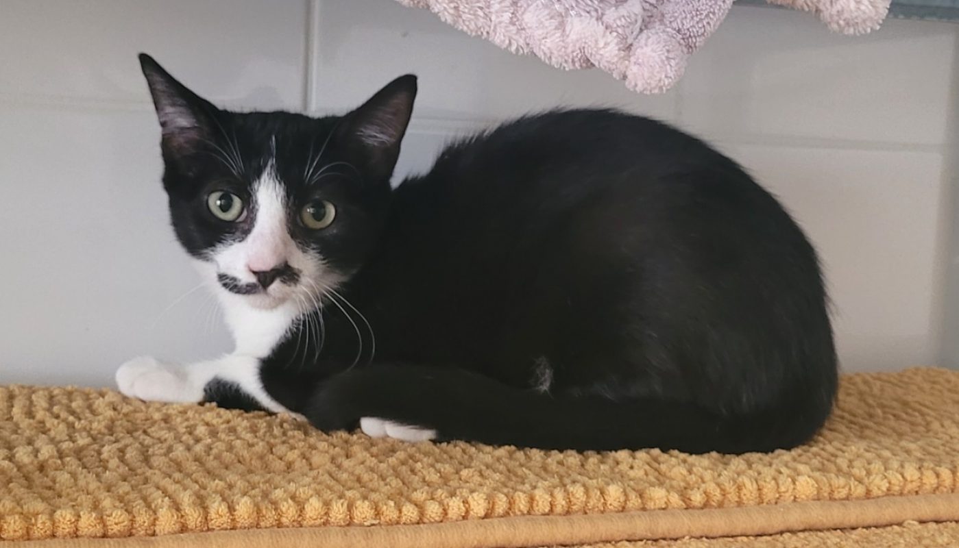 Felix - Chat Européen à adopter