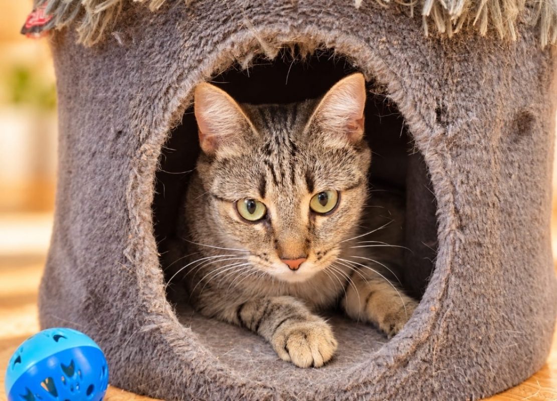 Oxa - Chat Européen à adopter