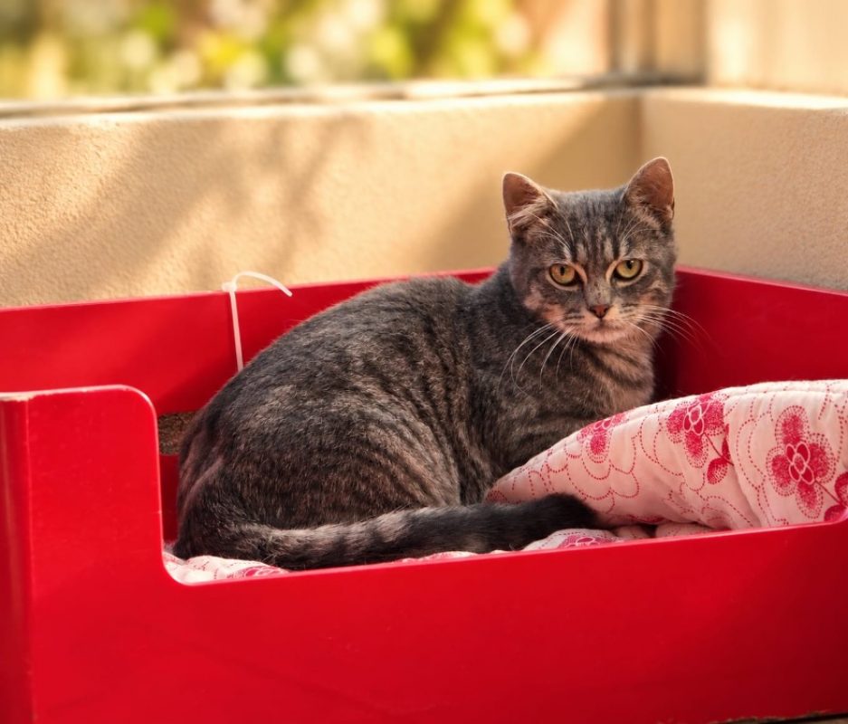 Sasha - Chat Européen à adopter