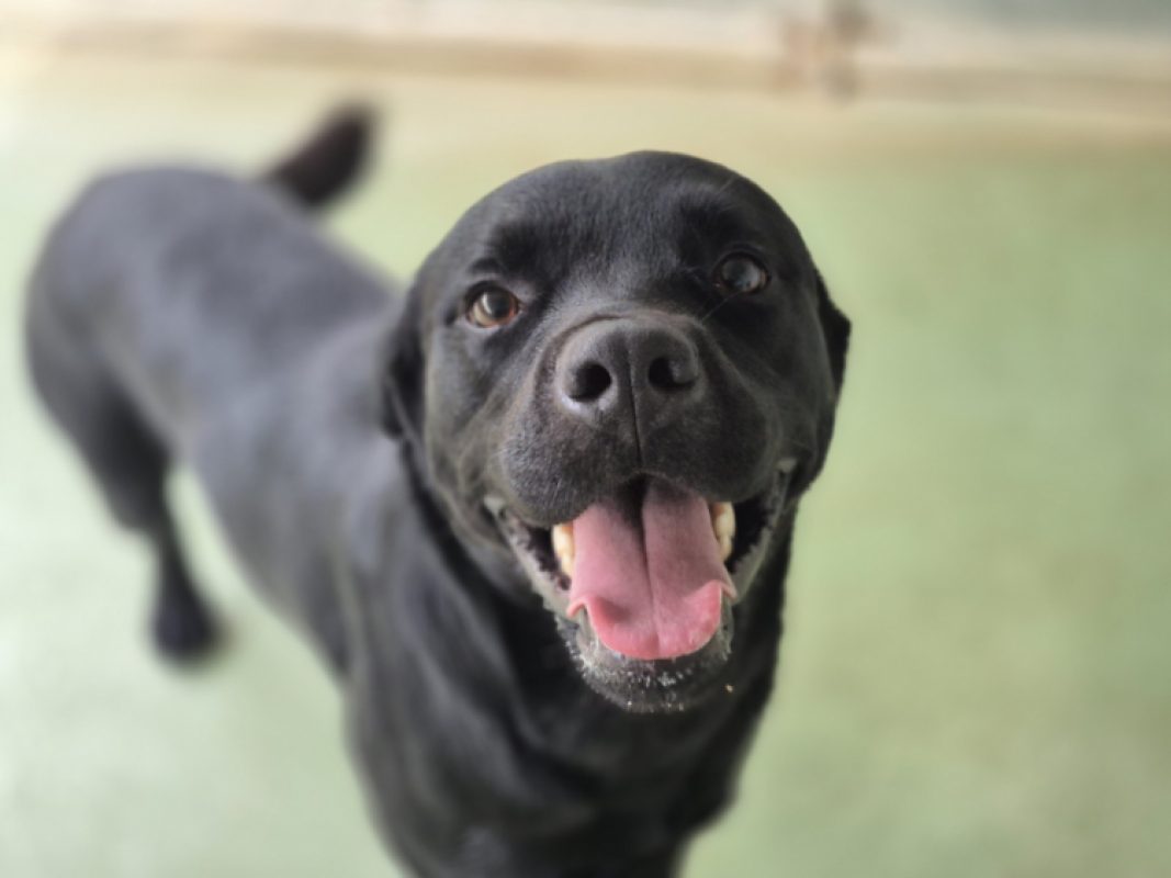 Chadows - Chien à adopter - photo 2