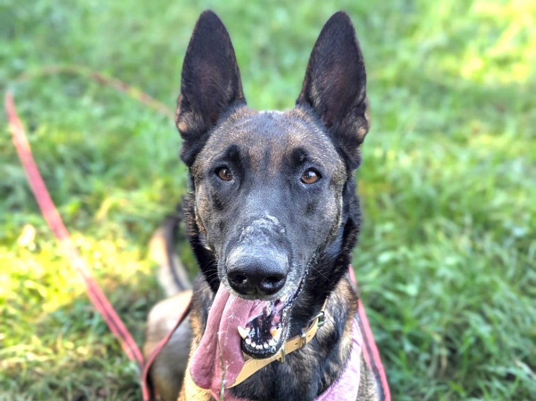 Veckie - Chien Berger Belge Malinois à adopter