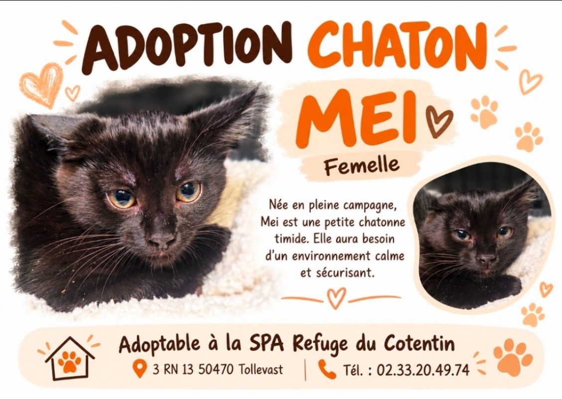 Mei - Chat Européen à adopter