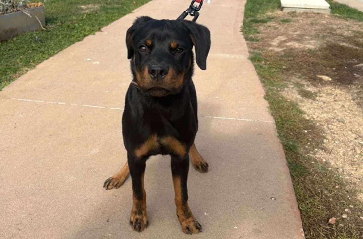 Thief - Chien Rottweiler à adopter