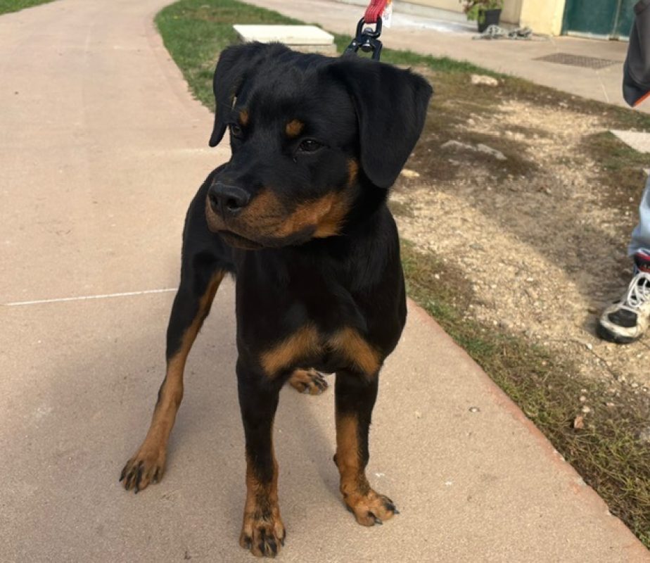 Thief - Chien Rottweiler à adopter - photo 2