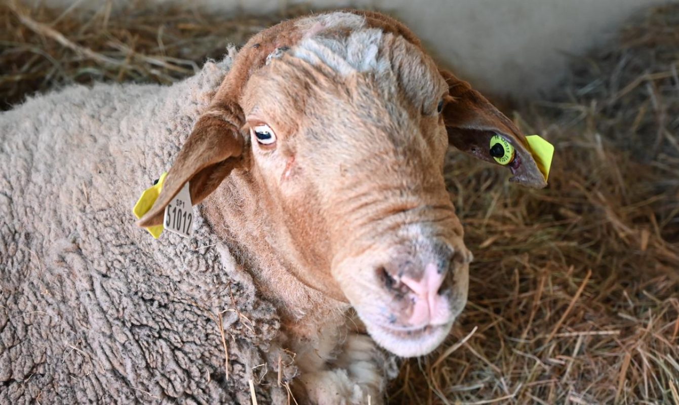 Jimmy - Animal de ferme Mouton à adopter