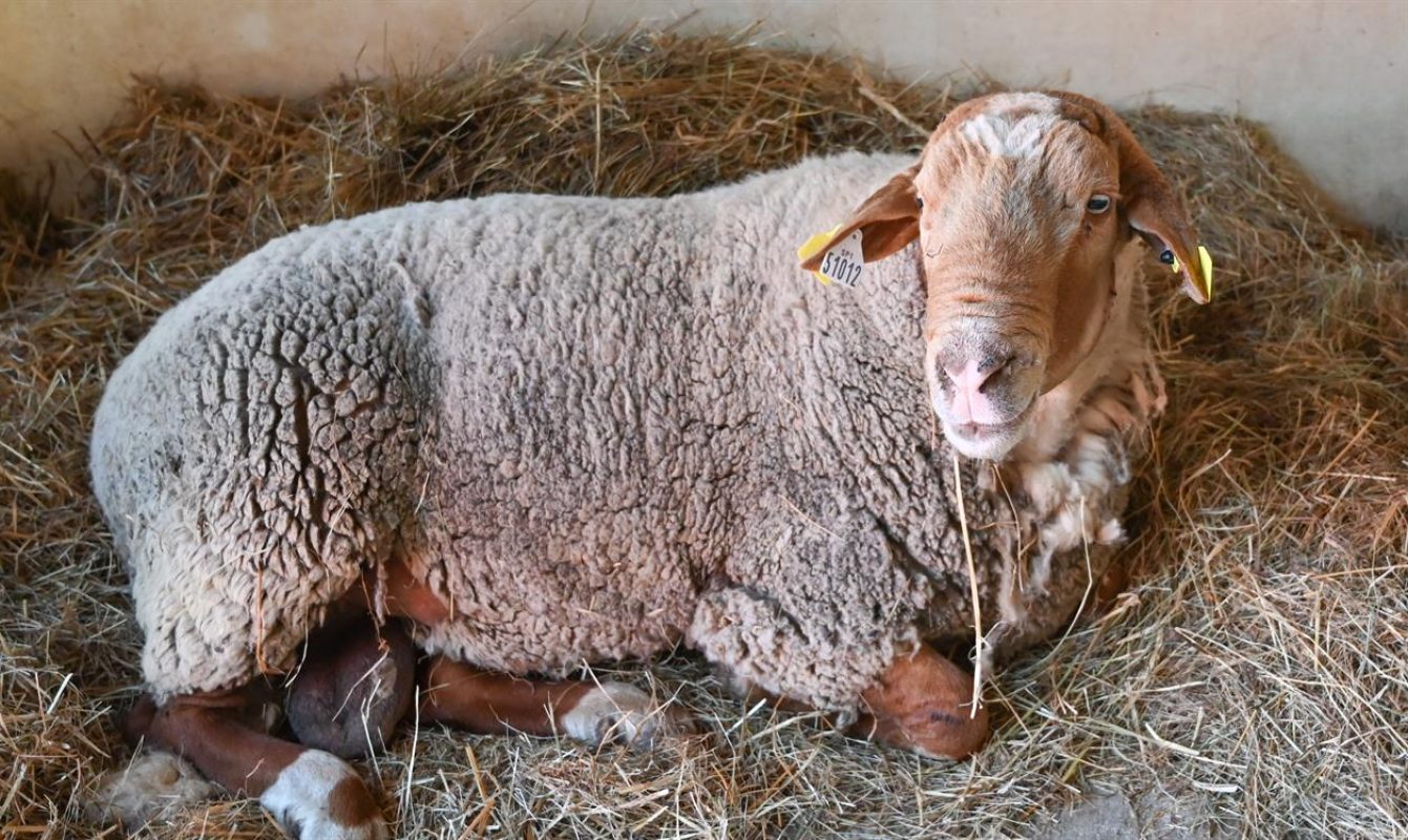 Jimmy - Animal de ferme Mouton à adopter - photo 2