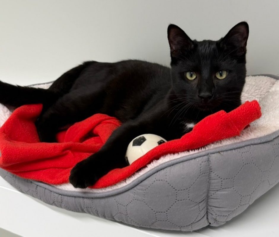 Nyx - Chat Européen à adopter