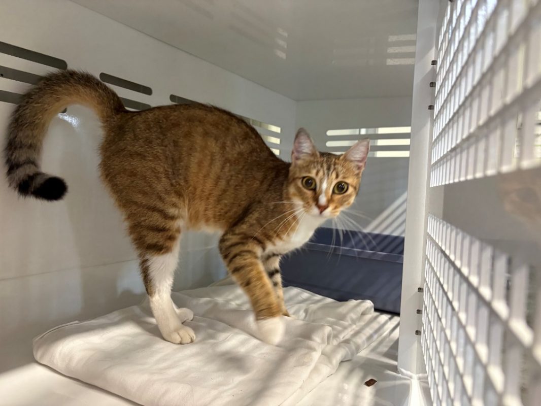Bibi - Chat Européen à adopter
