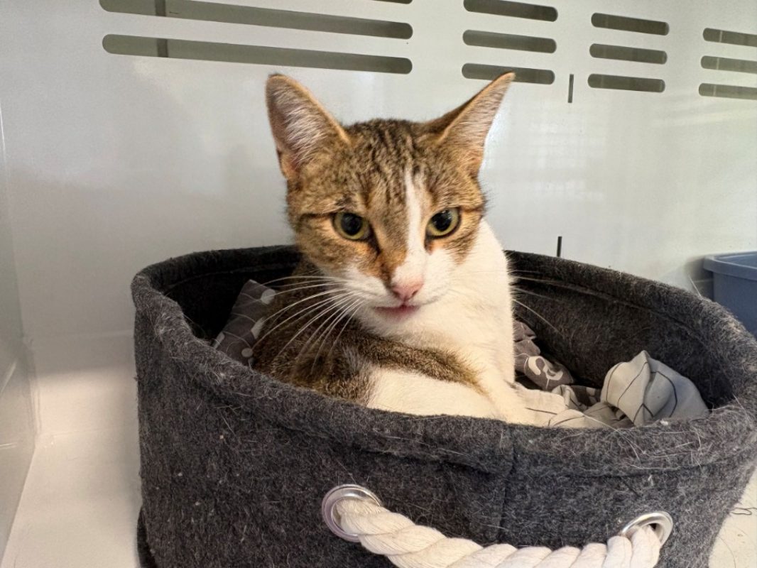 Titi - Chat Européen à adopter - photo 2