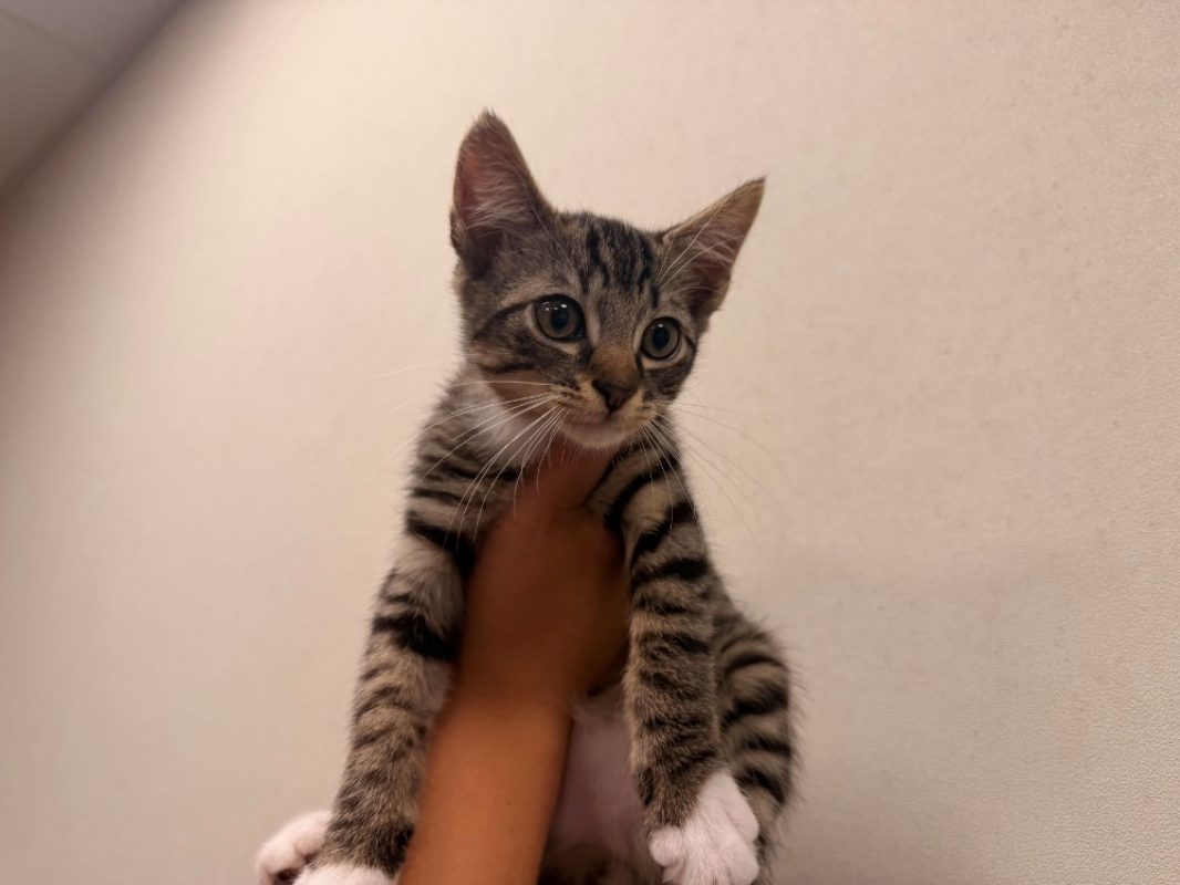 Tac - Chat Européen à adopter