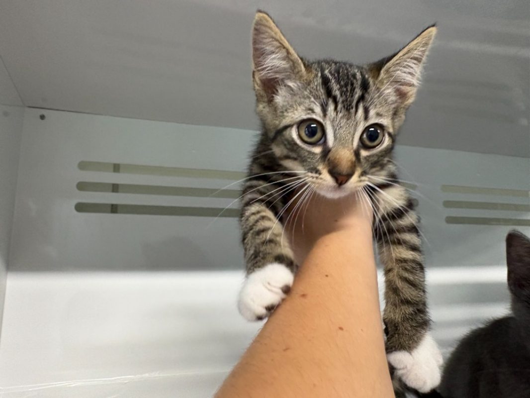 Tac - Chat Européen à adopter - photo 2