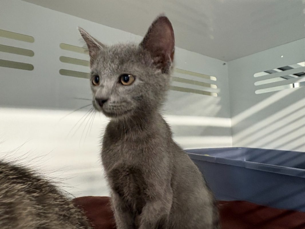 Tic - Chat Européen à adopter - photo 2