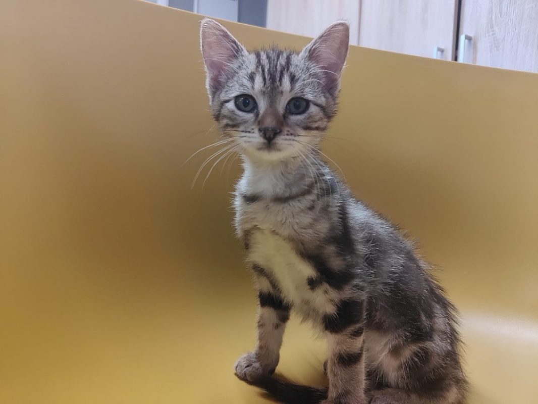 Elvis - Chat Européen à adopter - photo 2