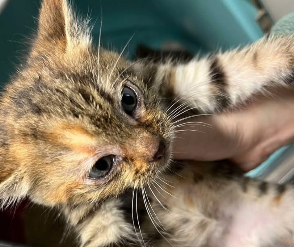 Tartiflette - Chat Européen à adopter
