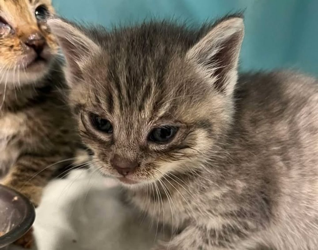 Raclette - Chat Européen à adopter