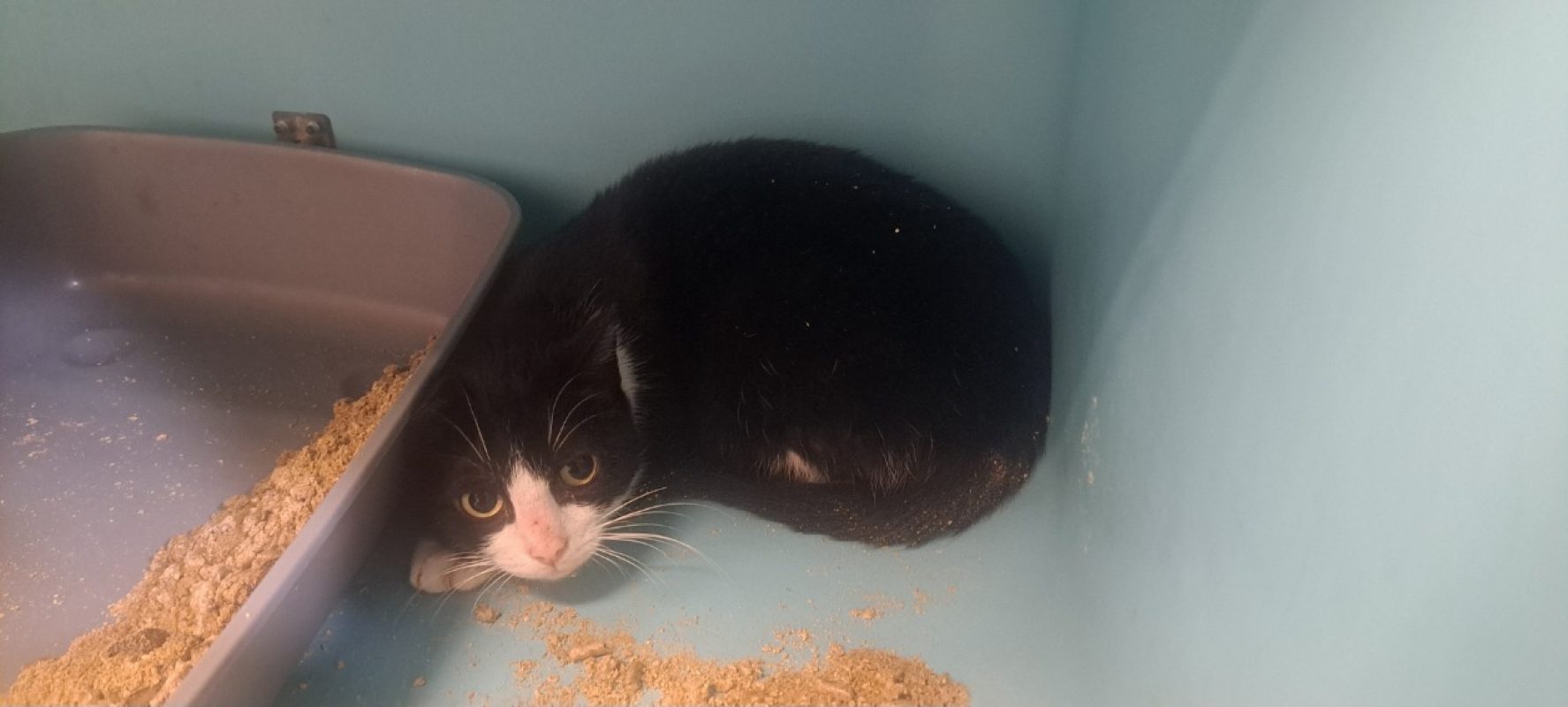 Gaja - Chat Européen à adopter