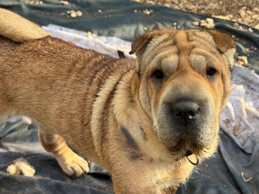 Stella - Chien à adopter