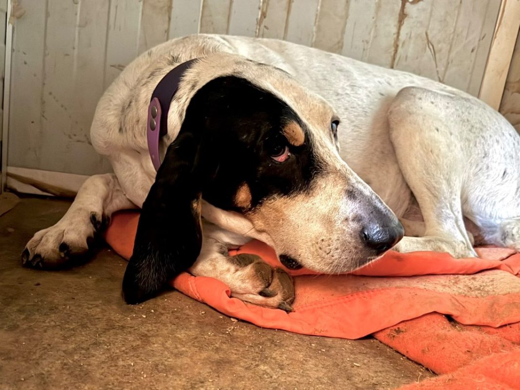 Gil - Chien Ariégeois à adopter
