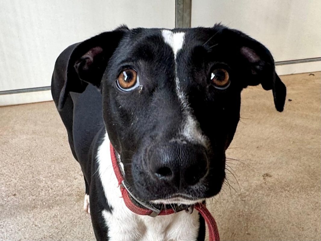 Sakura - Chien Bouledogue Américain à adopter