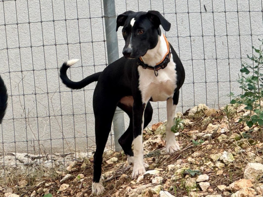 Sakura - Chien Bouledogue Américain à adopter - photo 2