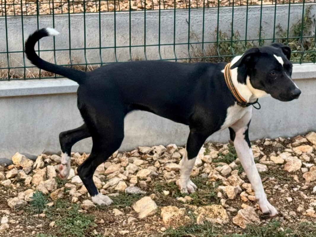 Sakura - Chien Bouledogue Américain à adopter - photo 3