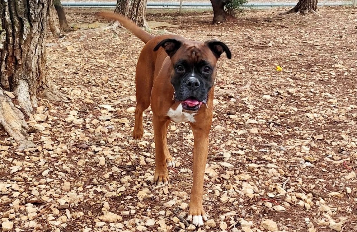 Storm - Chien Boxer à adopter