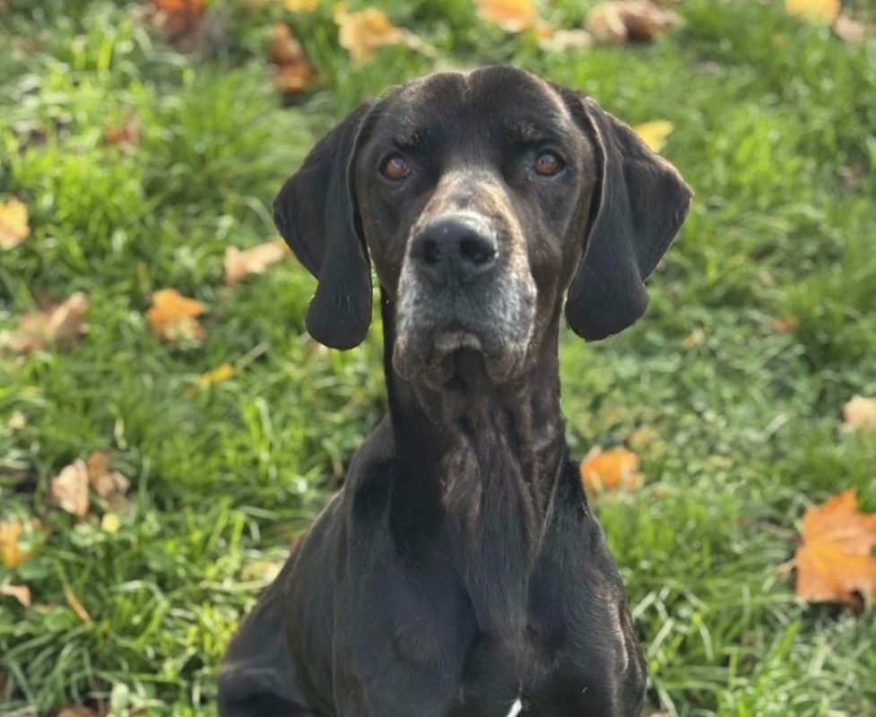 Snoopy - Pointer Anglais à adopter à Compiègne (60)