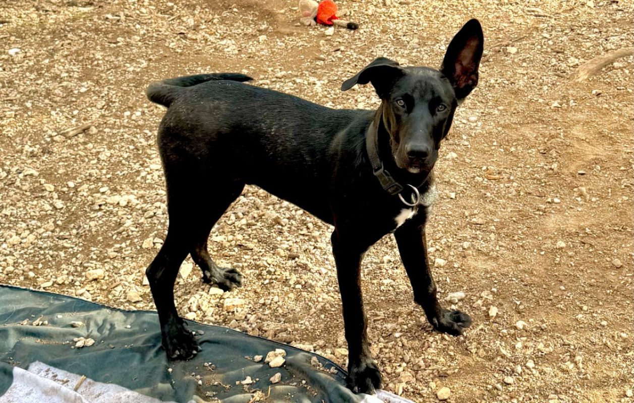 Touky - Chien à adopter