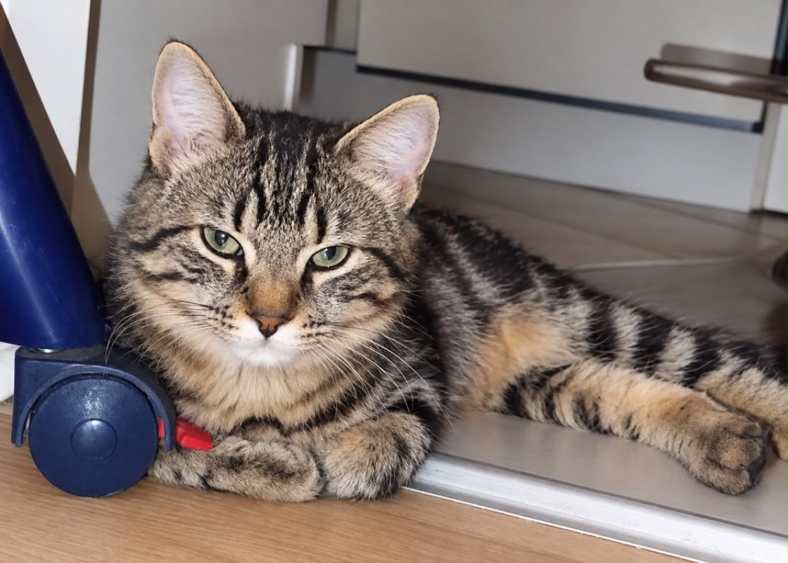 Jelly - Chat Européen à adopter