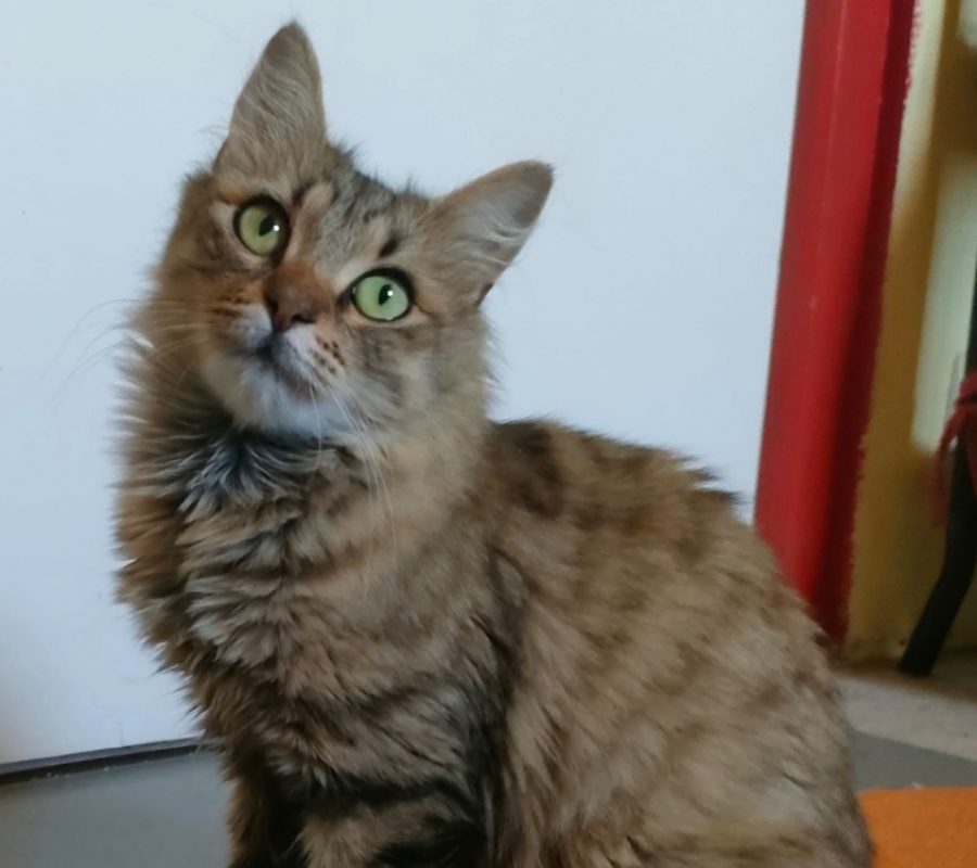 Yuna - Chat Européen à adopter