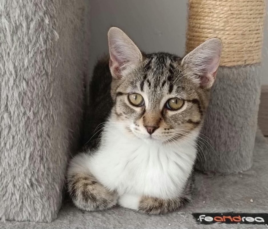 Loucia - Chat Européen à adopter