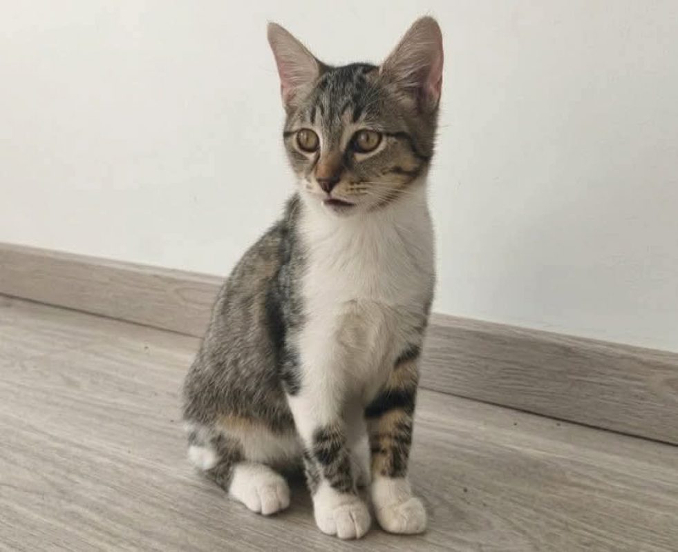 Loucia - Chat Européen à adopter - photo 2