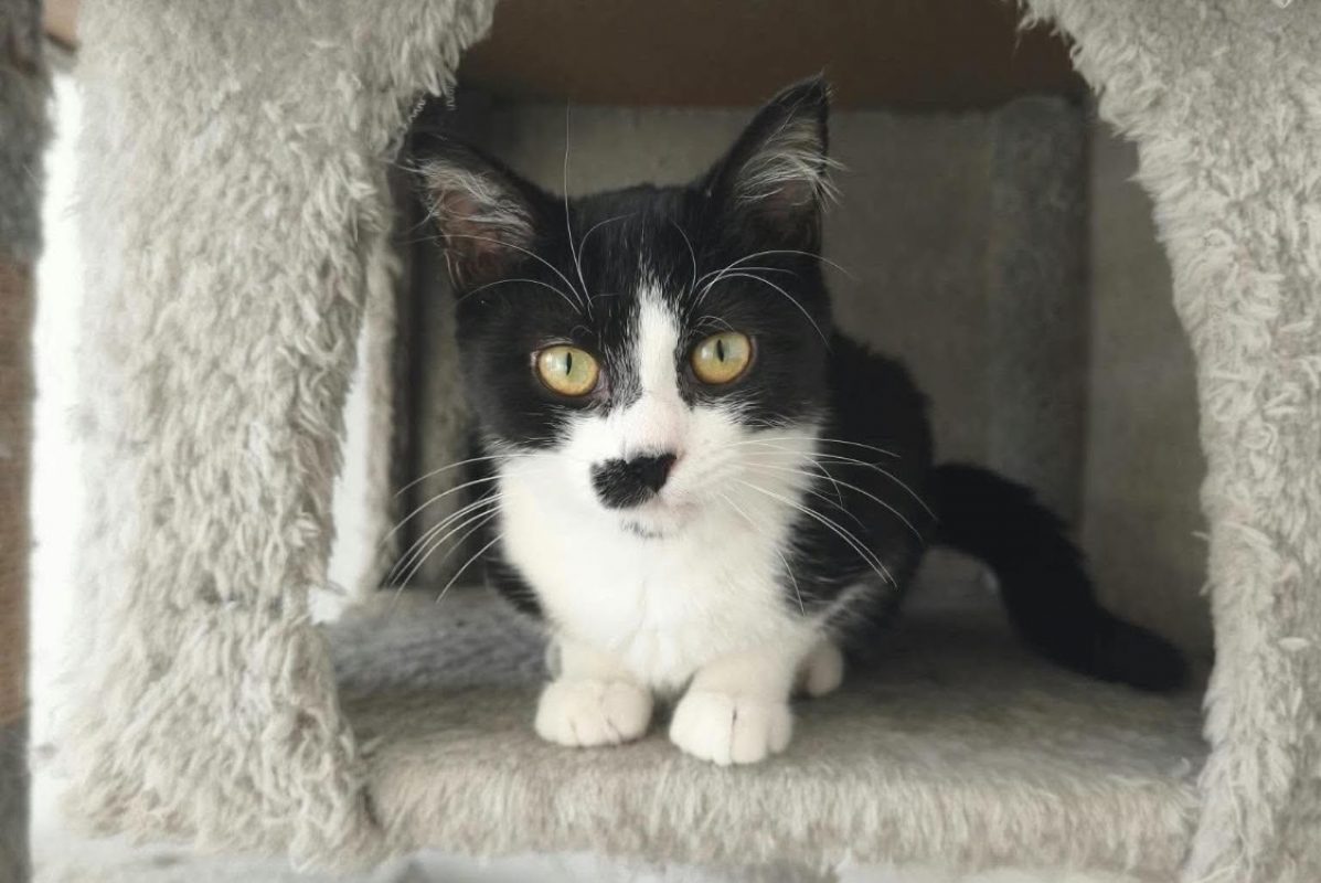 Louison - Chat Européen à adopter