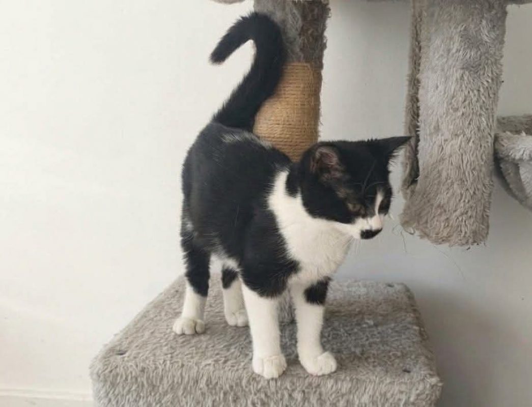 Louison - Chat Européen à adopter - photo 2