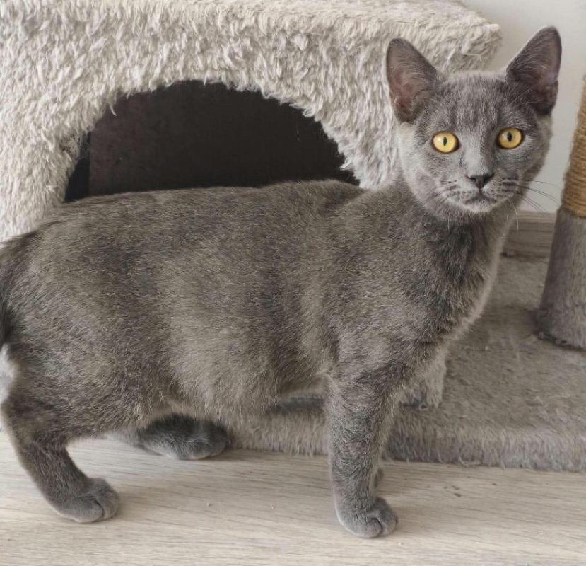 Satis - Chat Européen à adopter