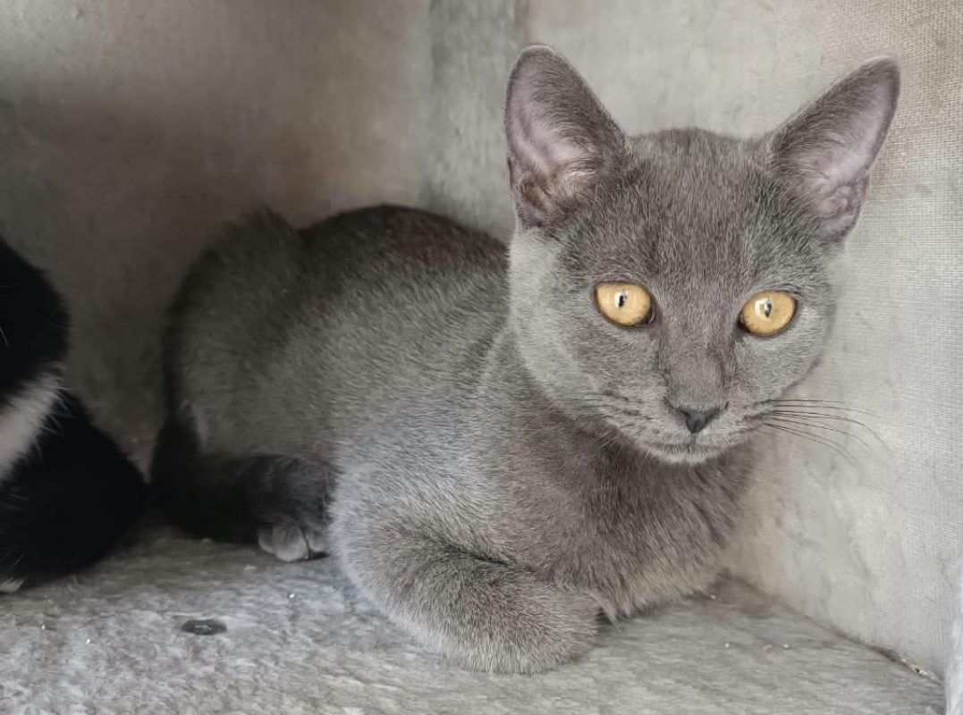 Satis - Chat Européen à adopter - photo 2