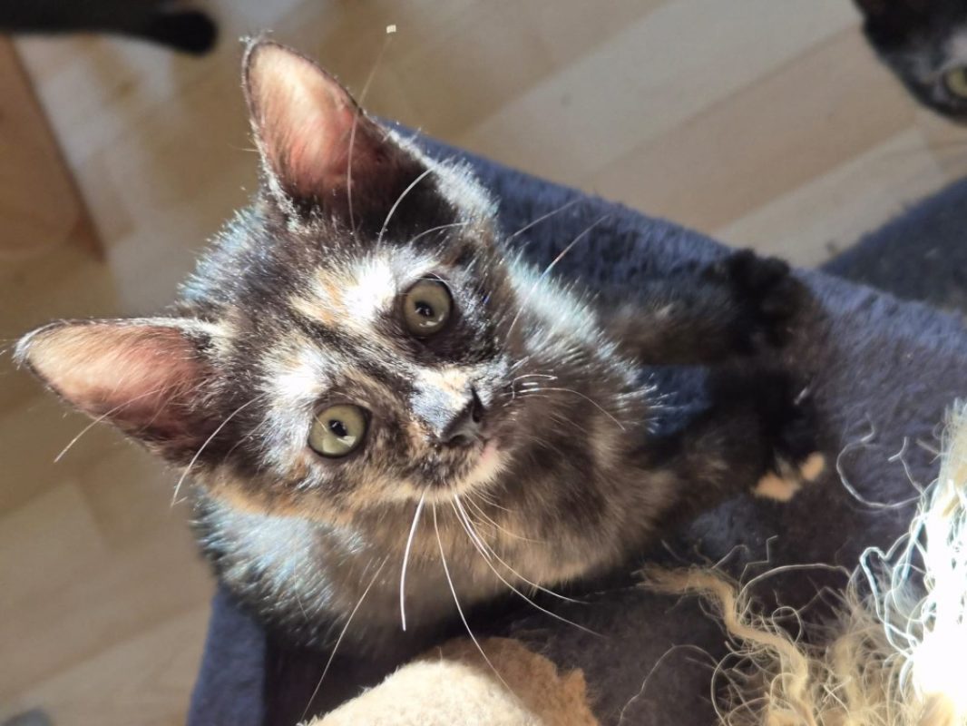 Bijou - Chat Européen à adopter